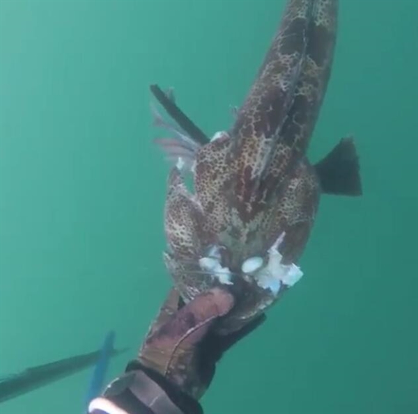 奇魚魚肉竟是藍(lán)綠色