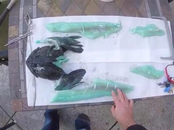 奇魚魚肉竟是藍(lán)綠色