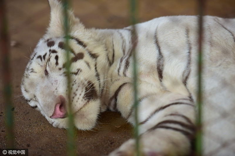 泰國老虎發春困 籠中打盹似“萌貓”