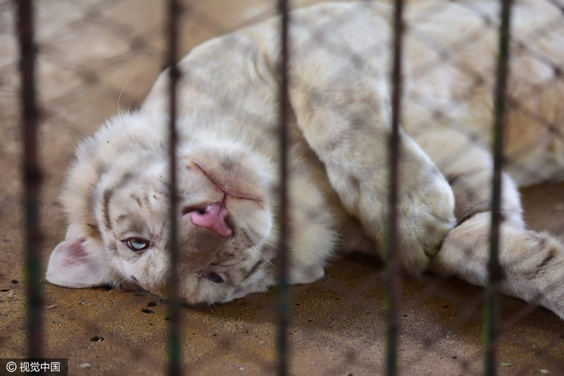 泰國老虎發(fā)春困 籠中打盹似“萌貓”