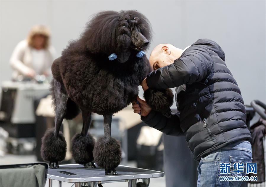 德國奧芬堡舉辦國際純種狗展