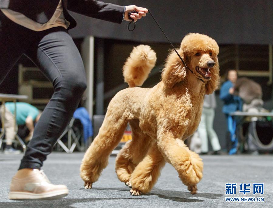 德國奧芬堡舉辦國際純種狗展