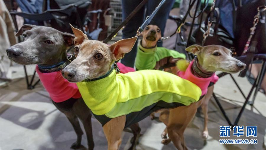 德國奧芬堡舉辦國際純種狗展