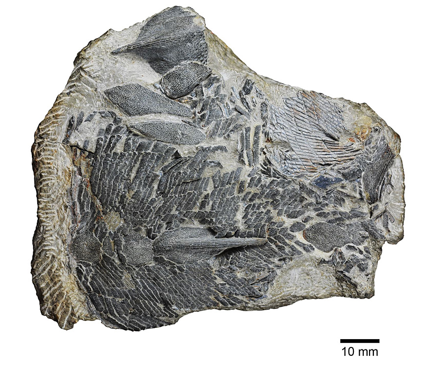科學家發現4.2億年前新種魚化石（圖）