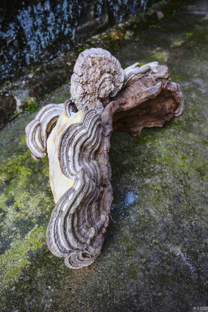 村民深山采特大野生靈芝 一人幾乎抱不下