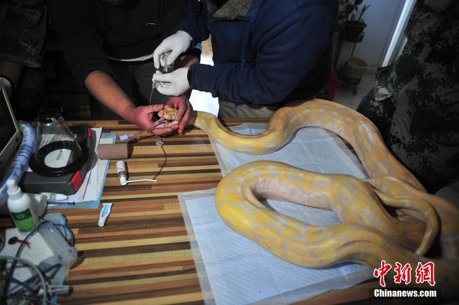 云南野生動物園獸醫對4米蟒蛇進行口腔檢查