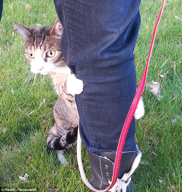 看看寵物們的第一次 一定讓你捧腹大笑[組圖]