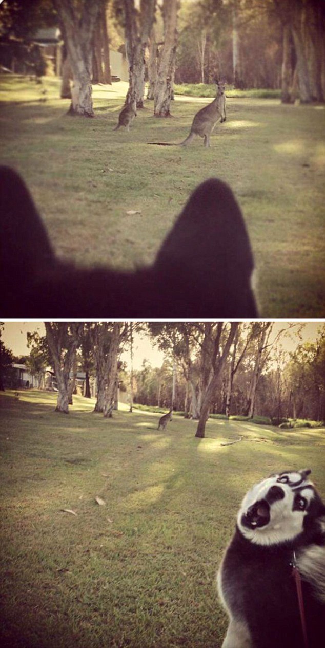 寵物們的第一次出門(mén) 蠢萌行為萌翻路人