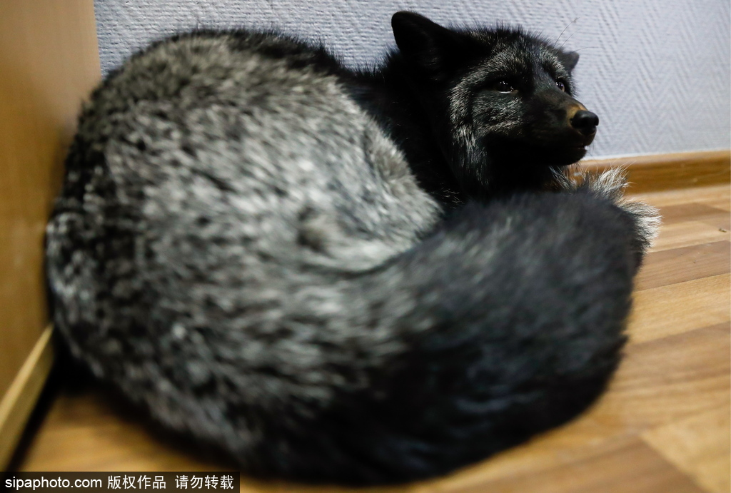 戰(zhàn)斗民族培育新寵物 俄羅斯科學家馴養(yǎng)狐貍乖巧能干