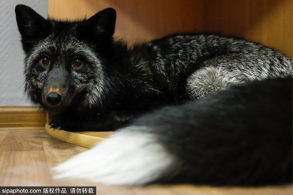 戰斗民族培育新寵物 俄羅斯科學家馴養狐貍乖巧能干