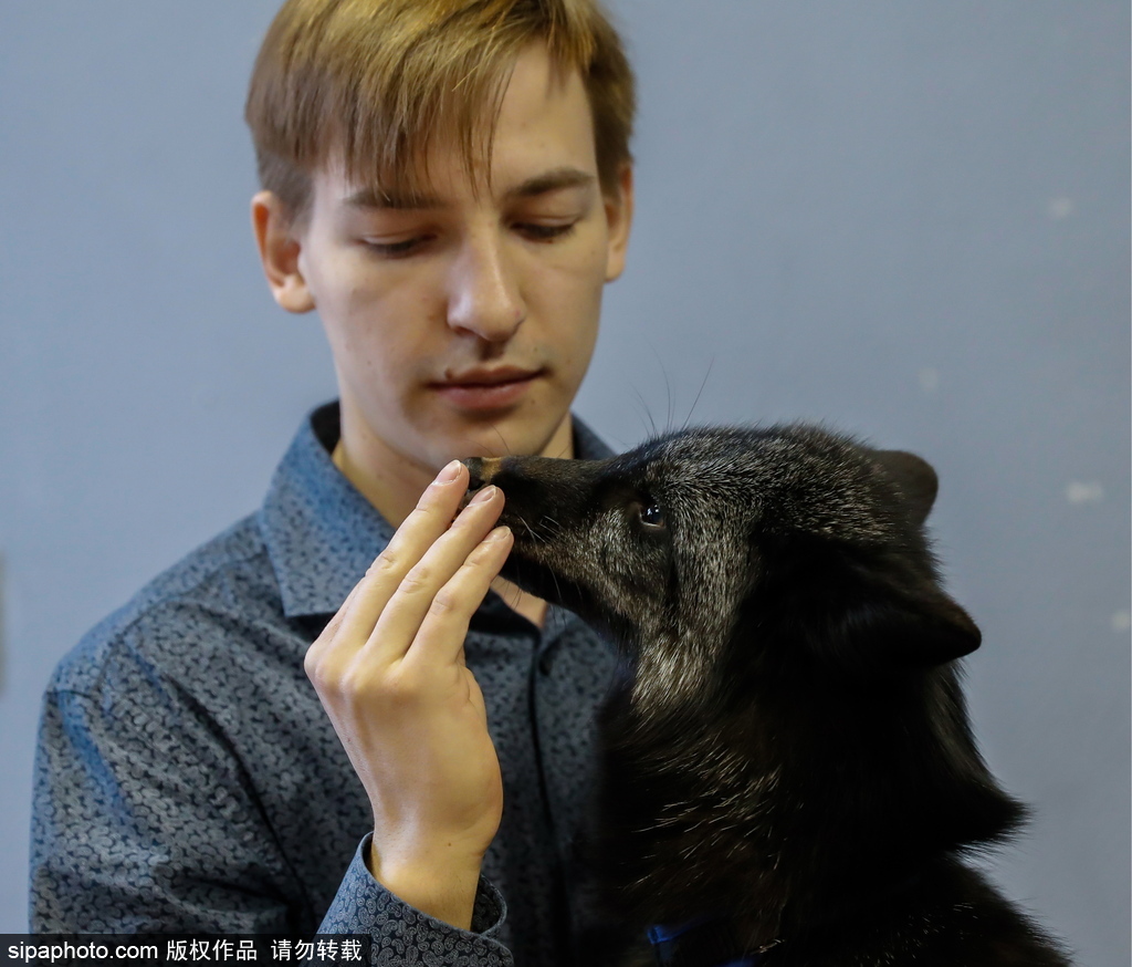 戰斗民族培育新寵物 俄羅斯科學家馴養狐貍乖巧能干