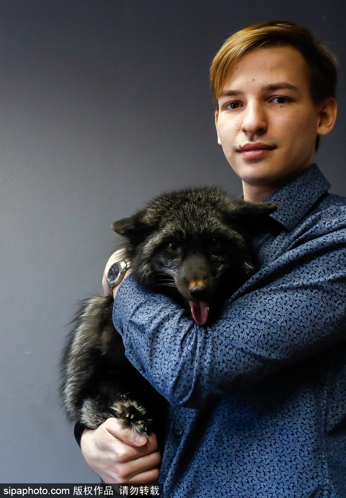 戰斗民族培育新寵物 俄羅斯科學家馴養狐貍乖巧能干