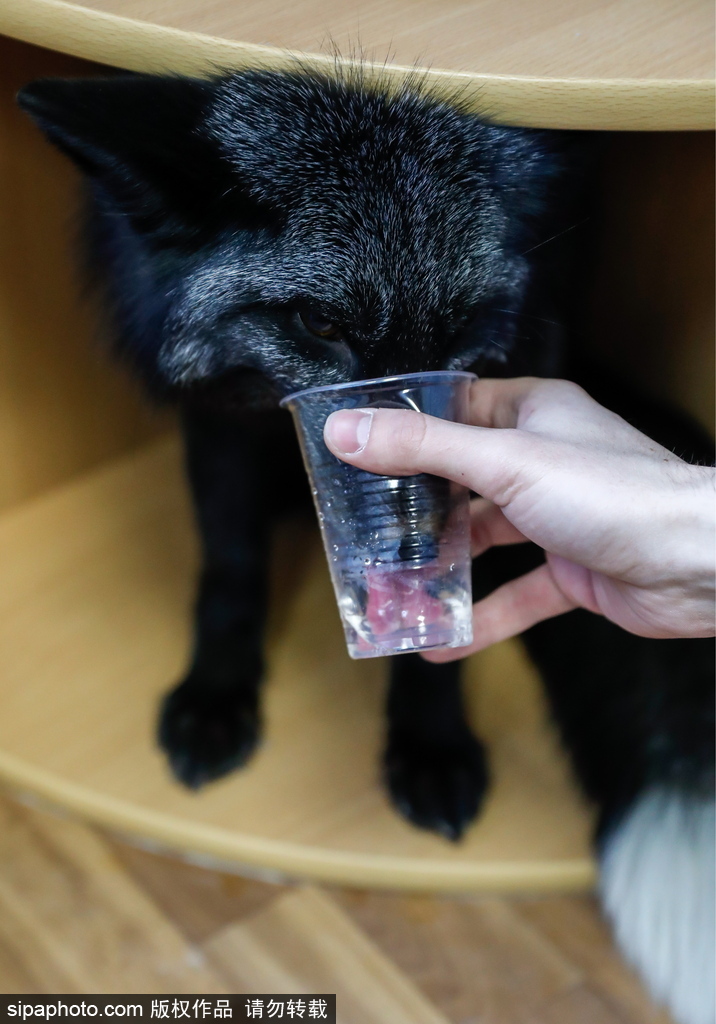 戰斗民族培育新寵物 俄羅斯科學家馴養狐貍乖巧能干