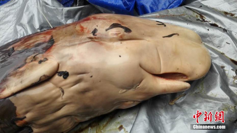 擱淺死亡鯨魚已懷孕 世界首例發現抹香鯨胎盤【圖】