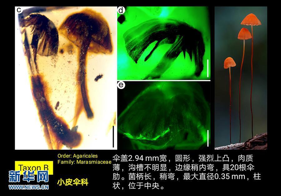 科學家發現迄今最古老的完整蘑菇化石