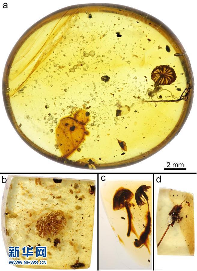 科學家發(fā)現(xiàn)迄今最古老的完整蘑菇化石
