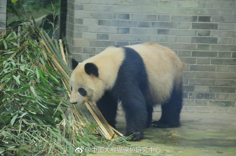 食欲不錯！大熊貓“蜀蘭”回四川開啟養老生活