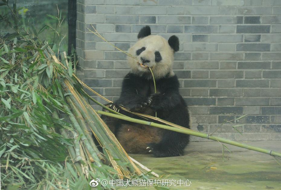 食欲不錯！大熊貓“蜀蘭”回四川開啟養老生活