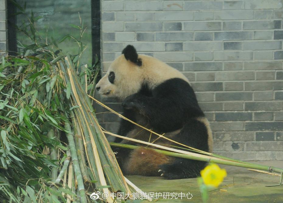 食欲不錯！大熊貓“蜀蘭”回四川開啟養(yǎng)老生活