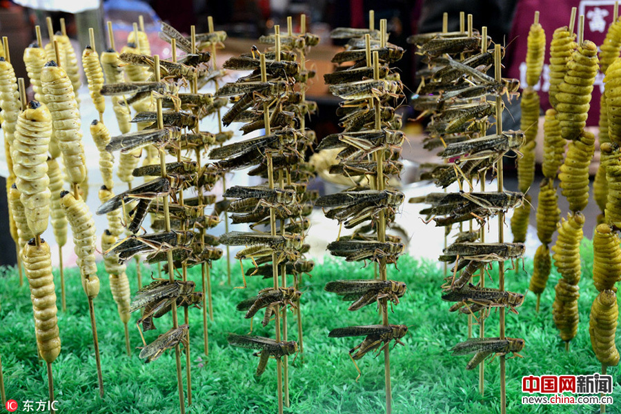 沈陽街頭現(xiàn)重口味“昆蟲宴”(組圖)
