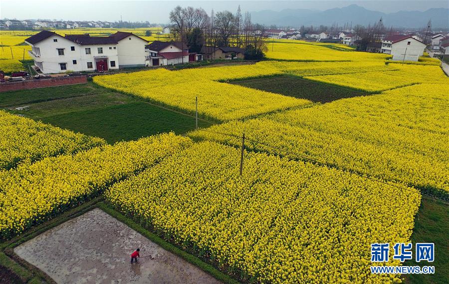 陜西漢中：風(fēng)過(guò)田野菜花黃