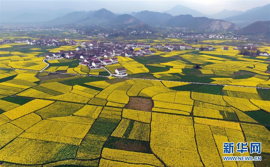 陜西漢中：風過田野菜花黃