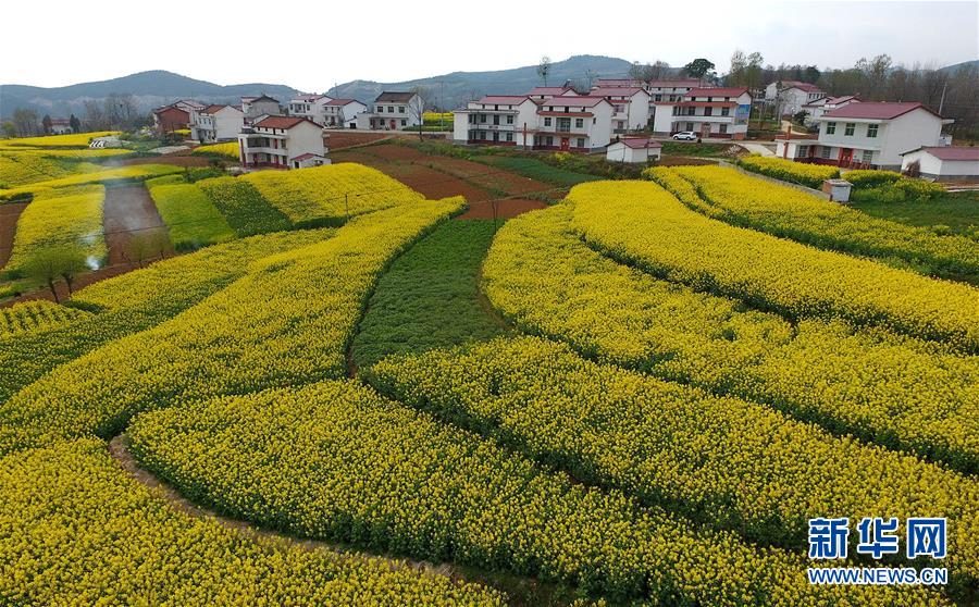 陜西漢中：風(fēng)過田野菜花黃