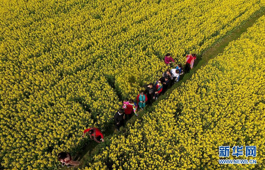 陜西漢中：風(fēng)過(guò)田野菜花黃