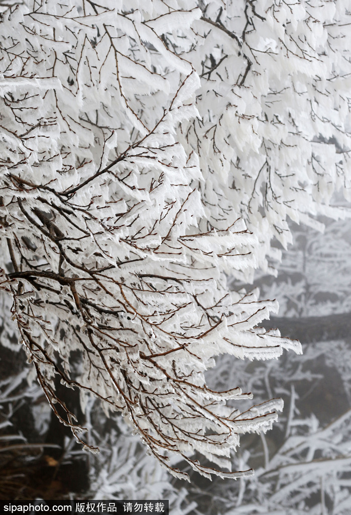 這個(gè)冬季太漫長(zhǎng)？ 盤點(diǎn)霧凇冰掛美景讓你忘記季節(jié)時(shí)間