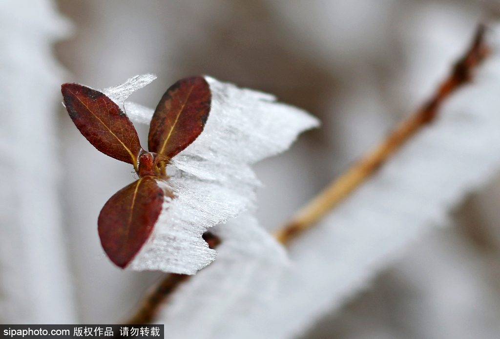 這個(gè)冬季太漫長(zhǎng)？ 盤點(diǎn)霧凇冰掛美景讓你忘記季節(jié)時(shí)間