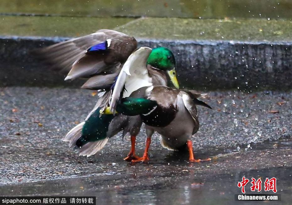 膽大包天！兩只鴨子在英國首相府前激戰