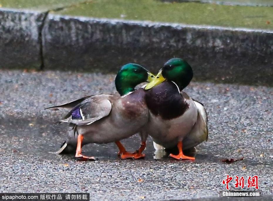膽大包天！兩只鴨子在英國首相府前激戰(zhàn)
