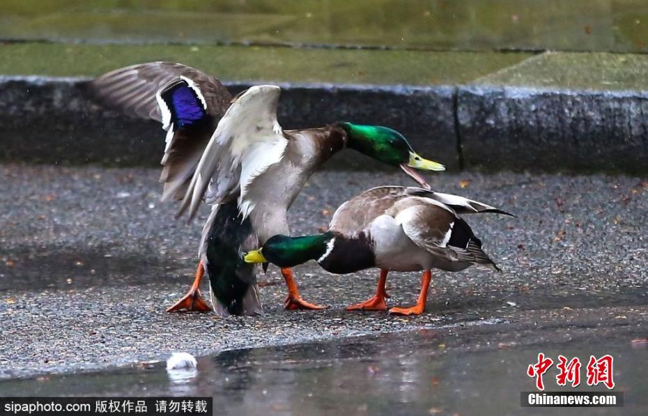 膽大包天！兩只鴨子在英國首相府前激戰(zhàn)