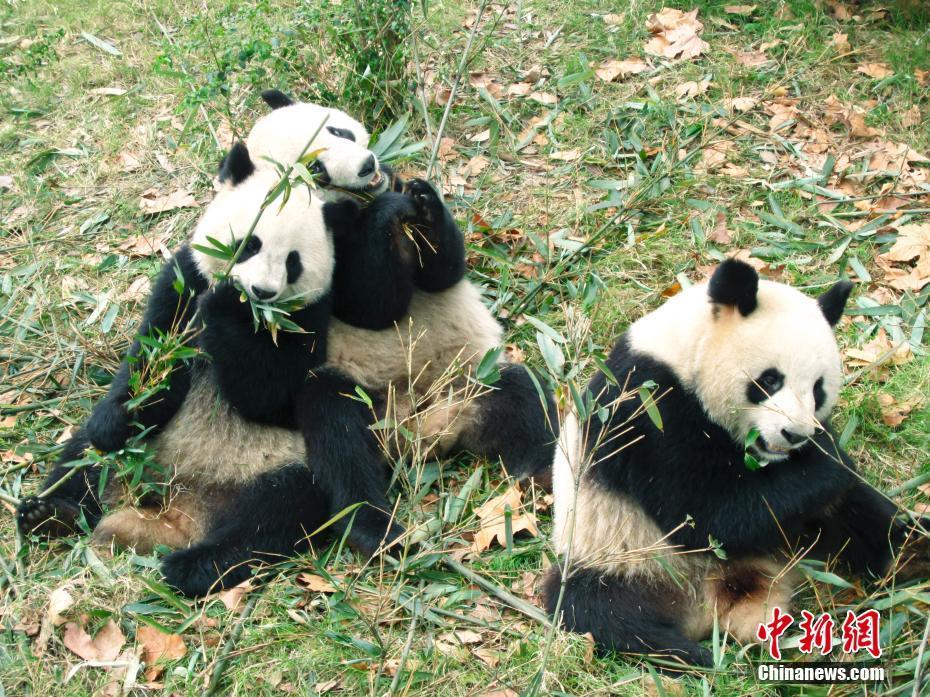 大熊貓繁育研究基地：國寶樂園