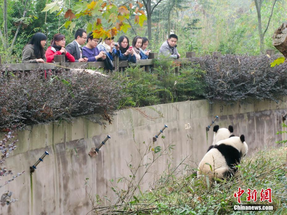 大熊貓繁育研究基地：國(guó)寶樂(lè)園