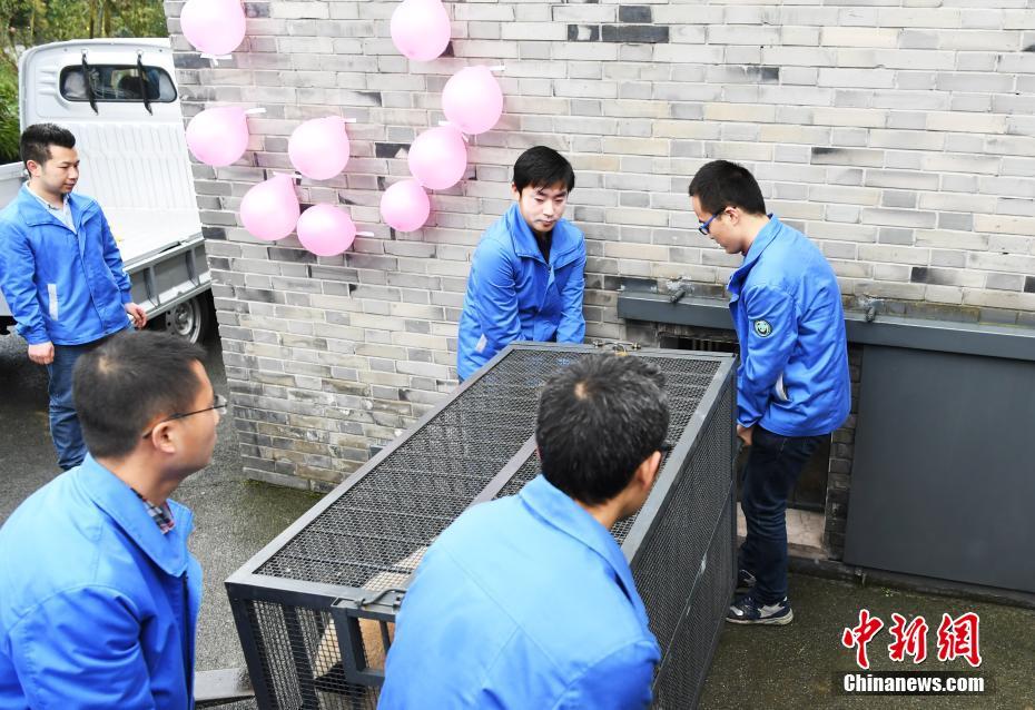 旅美大熊貓“寶寶”入住新家