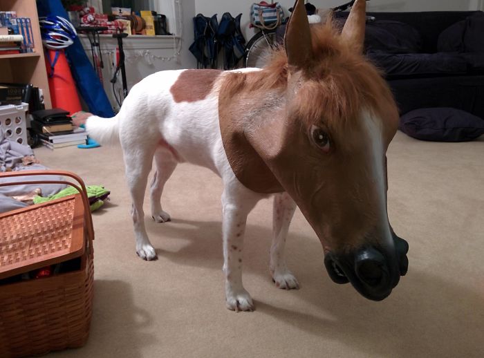 喜歡捉弄愛寵嗎？看看這些奇葩是怎么玩的