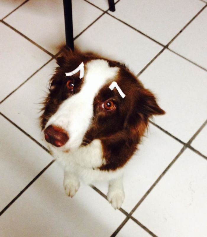 喜歡捉弄愛寵嗎？看看這些奇葩是怎么玩的