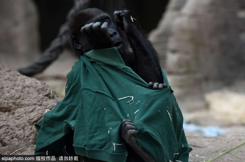 西班牙九個月小猩猩動物園玩耍嬉戲 憨態可掬“人模人樣”