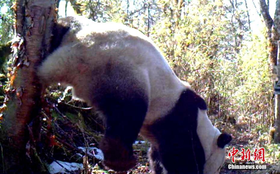 紅外相機在四川馬邊拍到野生大熊貓（組圖）