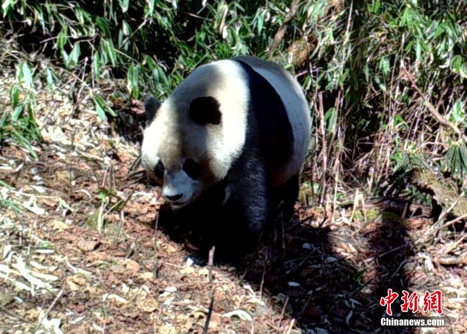 紅外相機在四川馬邊拍到野生大熊貓（組圖）