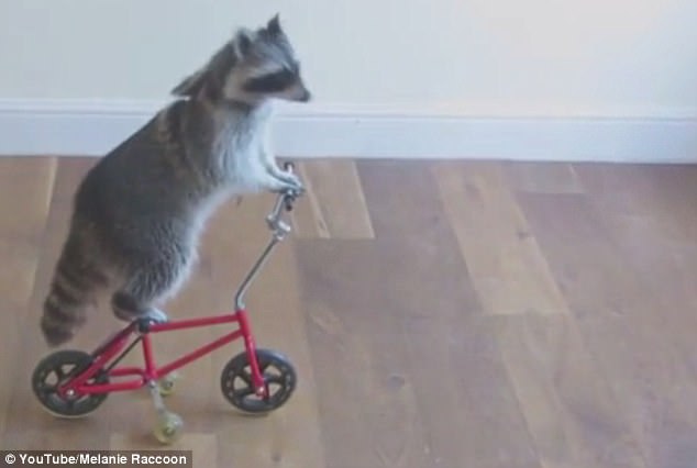 這些動物是要成精嗎？（圖）