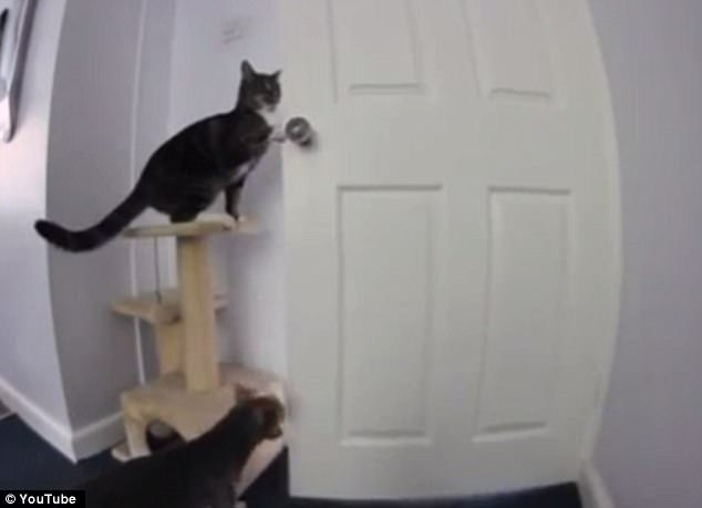 這些動物是要成精嗎？（圖）