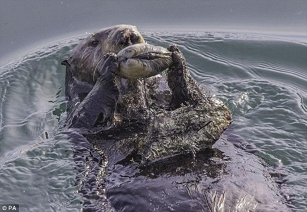 這些動物是要成精嗎？（圖）