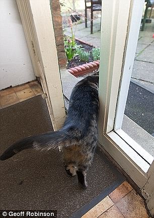 這些動物是要成精嗎？（圖）