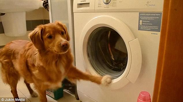 這些動物是要成精嗎？（圖）