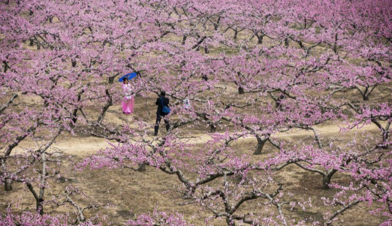 春意盎然 山西萬(wàn)畝桃花惹人醉