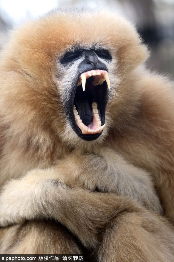 盤點動物慵懶百態 伸懶腰打呵欠萌態十足