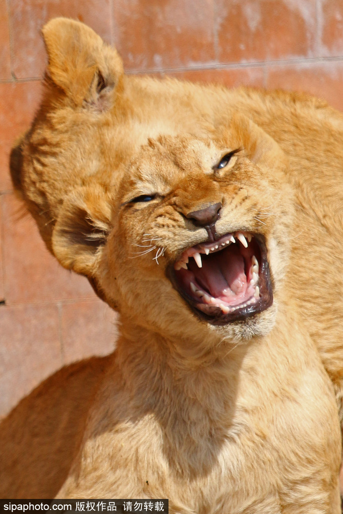 盤點(diǎn)動(dòng)物慵懶百態(tài) 伸懶腰打呵欠萌態(tài)十足