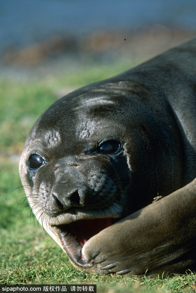 盤點動物慵懶百態 伸懶腰打呵欠萌態十足